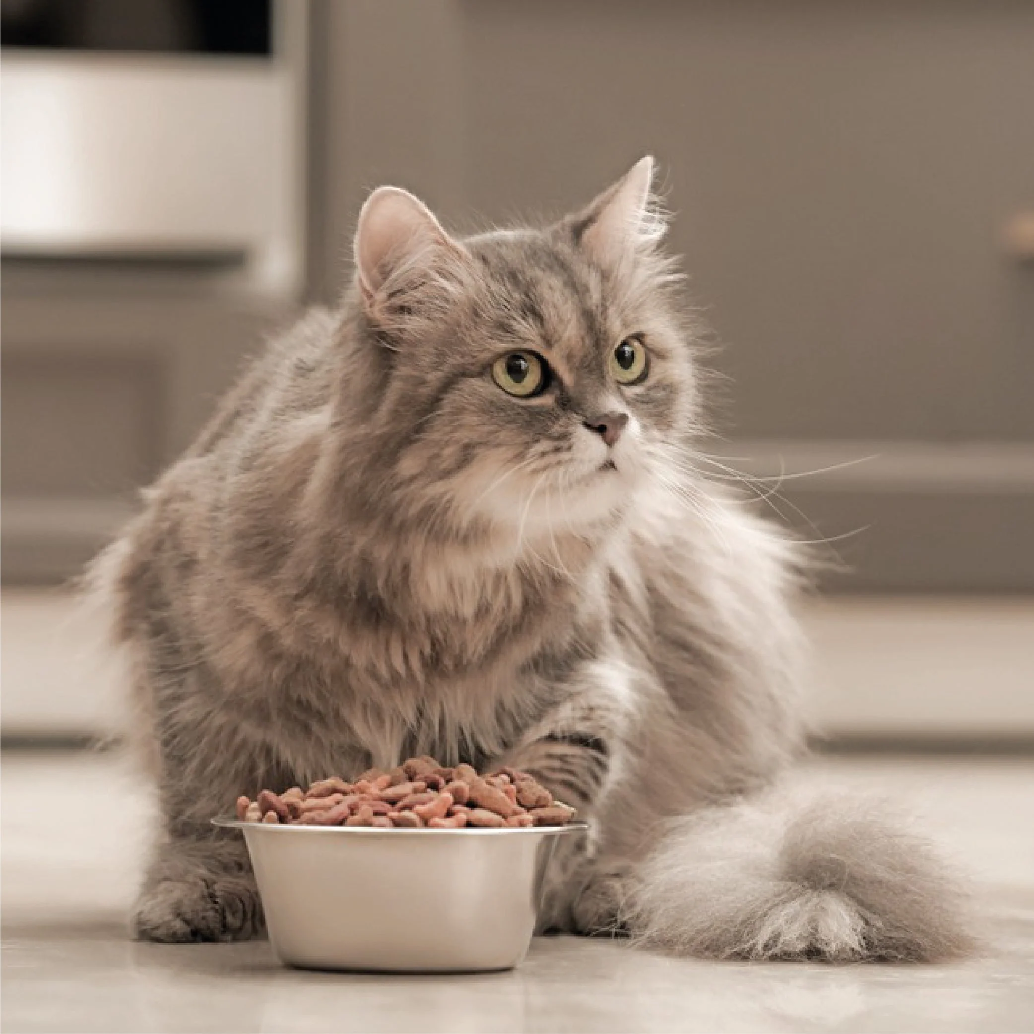 Cat Food
