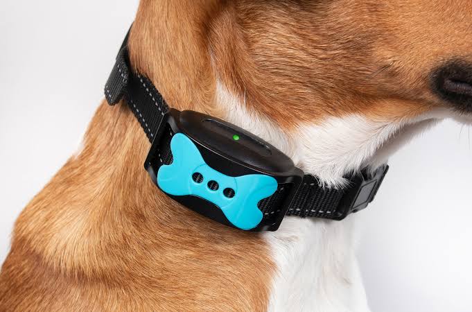 Collars & Training